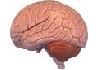 脳.jpg